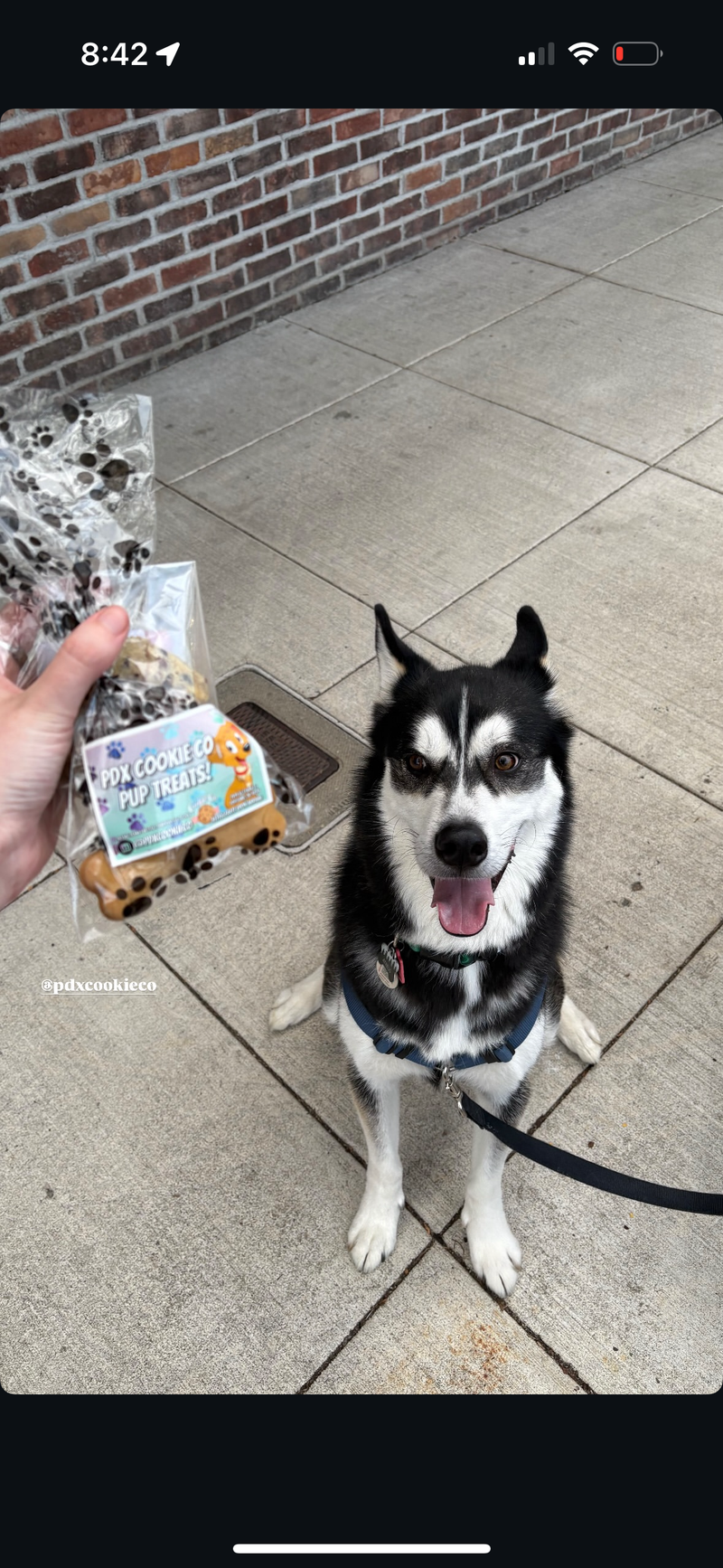 Pup Cookies (2 pcs)